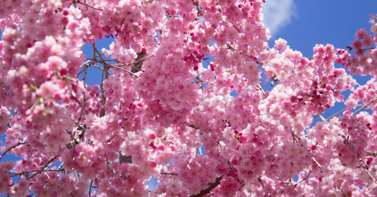 Cherry Blossoms Around The World