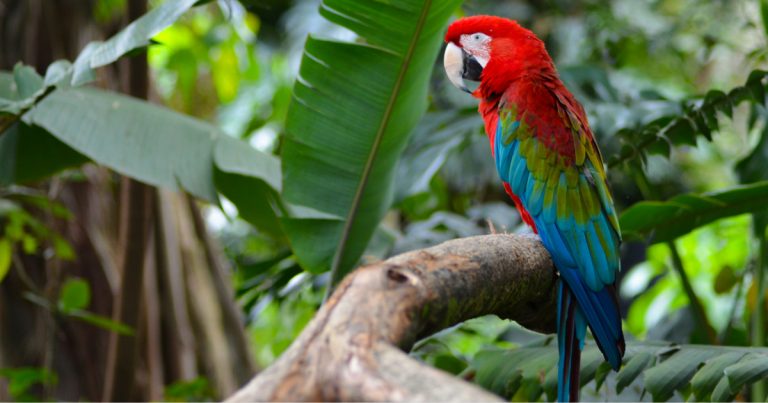 Colombian Jungle/ Guacamaya