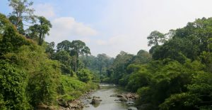 7 Jungle Trips for the Most Intrepid Travellers: The World’s Wildest Rainforests Revealed